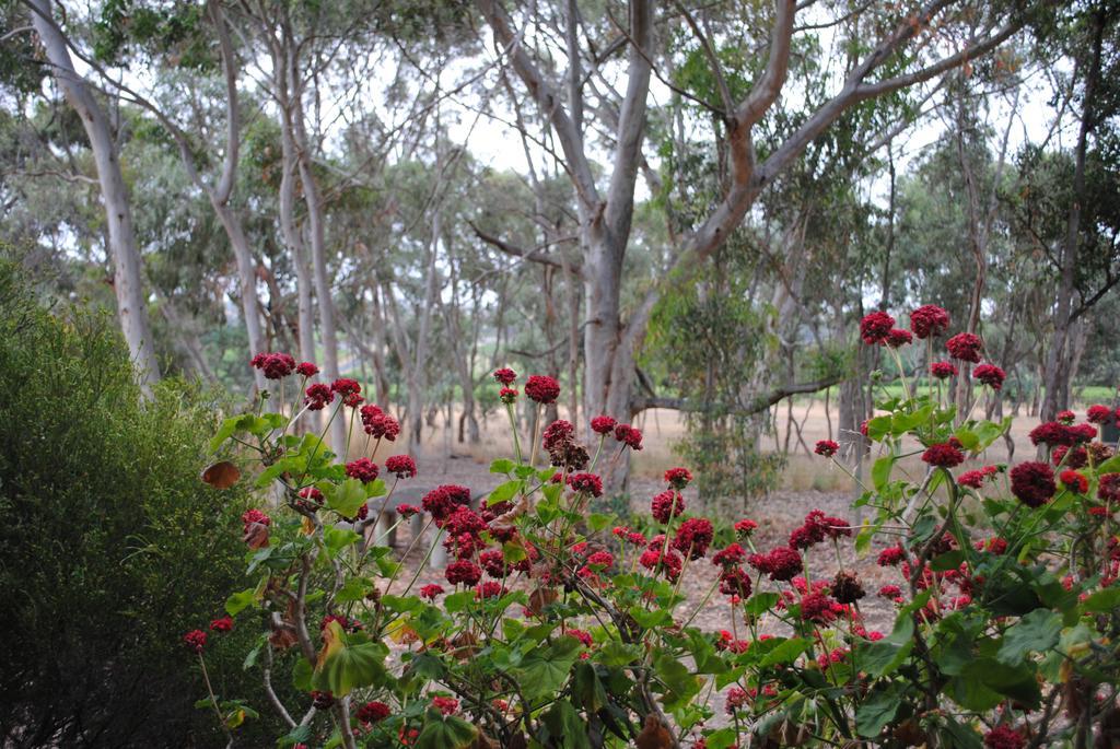 Padthaway Caravan Park Exterior photo
